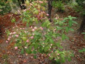 アマチャ　全体